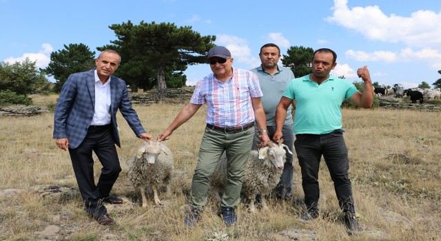 Tiftik keçisi Sebende koruma altına alınıyor