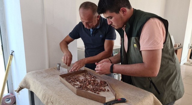 TMO Zonguldakta 427 ton fındık aldı