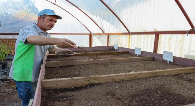 Tohumlar fidana, fidanlar yeşil Bucaya dönüşüyor