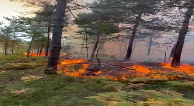 Tokatta aynı yerde ikinci kez orman yangını çıktı