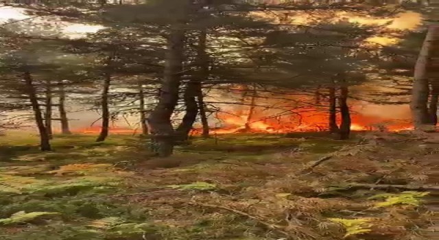 Tokatta korkutan orman yangını