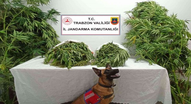 Trabzonda uyuşturucu operasyonu