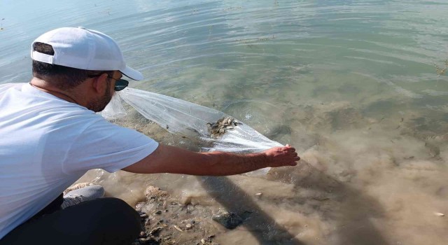 Tuncelide 100 bin adet pullu sazan yavrusu gölete bırakıldı