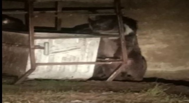 Tuncelide beyaz yeleli boz ayılar görüntülendi