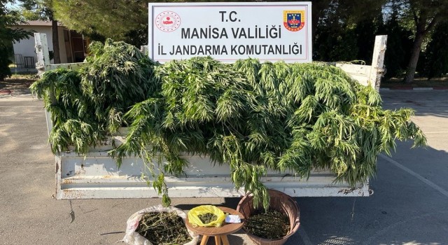 Turgutluda meyve ağaçlarının arasında kenevir yakalandı