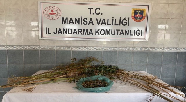 Turgutluda ormanlık alanda kenevir bitkisi ele geçirildi