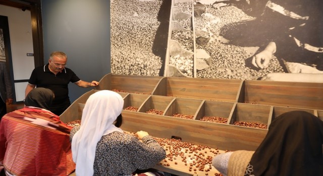 Türkiyede bir ilk: Fındık müzesi