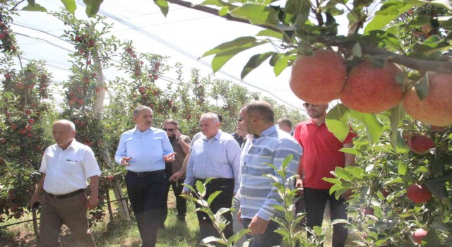 Türkiyenin elma deposu Karamanda hasat başladı