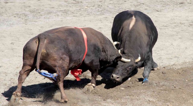 Türkiyenin en güçlü boğaları Denizlide arenaya çıkıyor