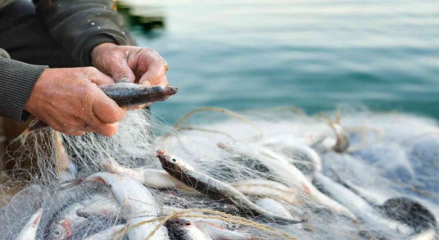 Türkiyenin su ürünleri ihracatının zirvesinde Muğla ve İzmir var