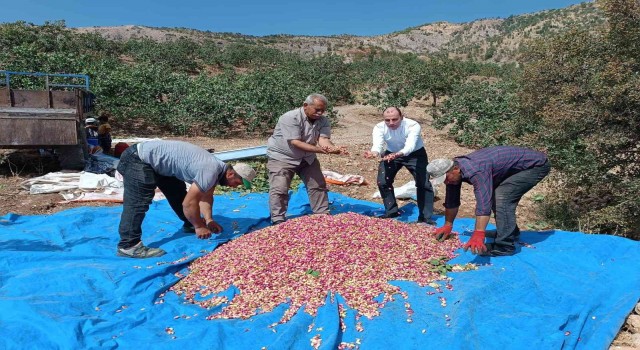 Tut Kaymakamı Erkut Pamuk, fıstık hasadına katıldı