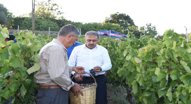 Vali Şıldak, üzüm bağında hasada katıldı
