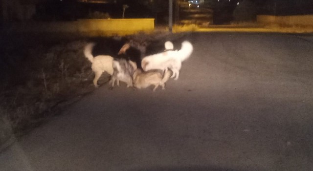 Vanda sokak köpeklerinin korkutan kavgası