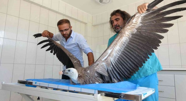 Vanda son 1 yılda 6 akbaba tedavi edildi