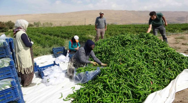Vanlı çiftçilerden sabit halk pazarı talebi