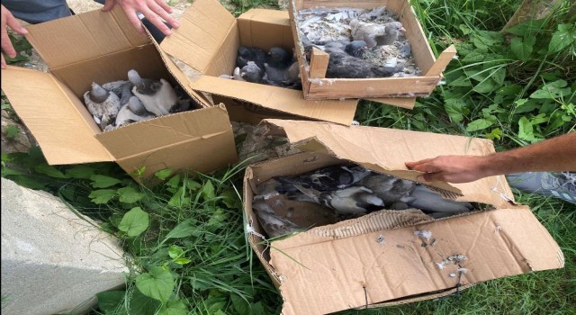 Yalovada 50 bin lira değerindeki güvercinleri çalan hırsızlar yakalandı