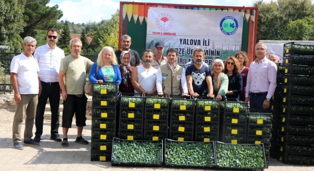 Yalovalı çiftçilere kışlık pazı ve karalahana fidesi dağıtıldı
