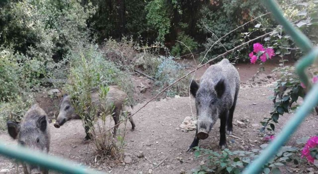 Yangından kaçan domuzlara Jandarma ve otelciler yemek verdi