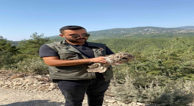 Yaralı baykuşu ormancılar kurtardı