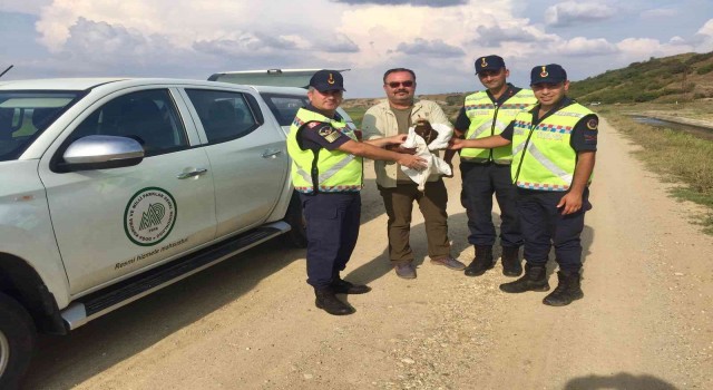 Yaralı bulunan ‘orman kartalı jandarma ekipleri tarafından kurtarıldı