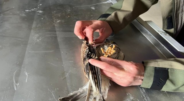 Yaralı Kerkenez Karsta tedavi altına alındı
