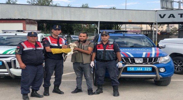 Yaralı şahin tedavi altına alındı