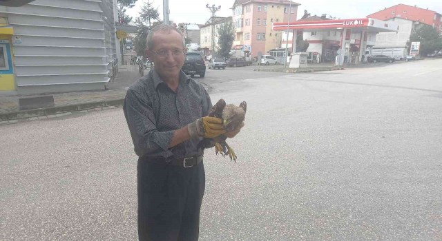 Yaralı şahin, yolcu servisiyle DKMP ekiplerine gönderildi