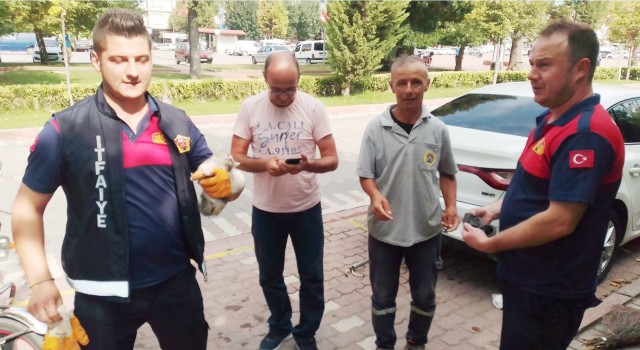 Yavru kedi uzun uğraşlar sonucu araç altından çıkarıldı