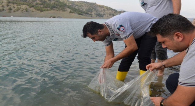 Yavru sazan balıklar su ile buluştu