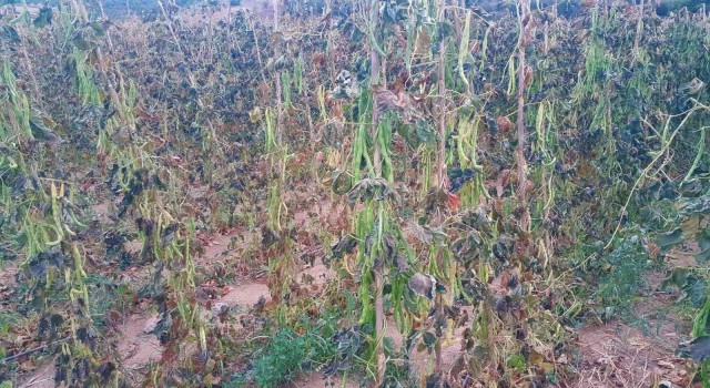 Yayla fasulyesine kırağı vurdu