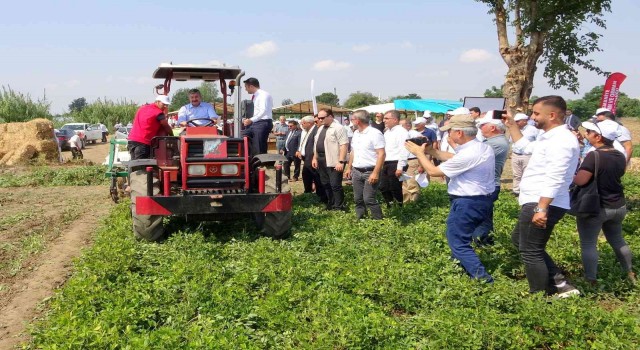 Yerli ve milli “Ayşehanım” yer fıstığının hasadı başladı