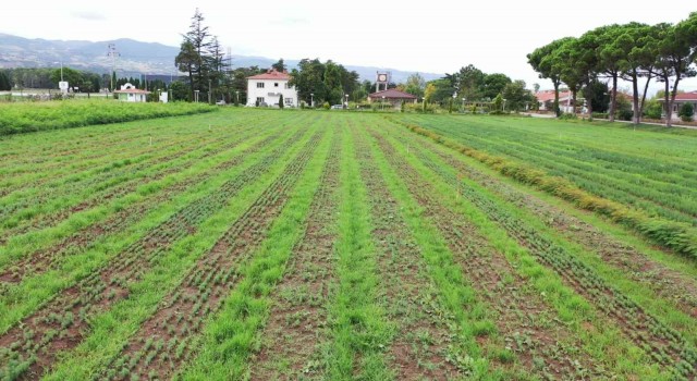 Yeşil vatana 10 milyon fidan