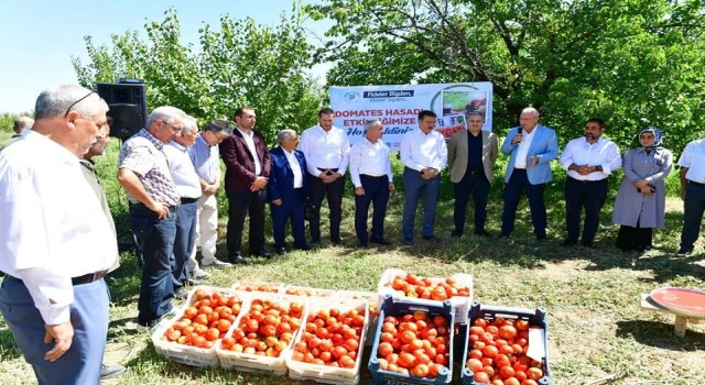 Yeşilyurtta domates hasat etkinliği