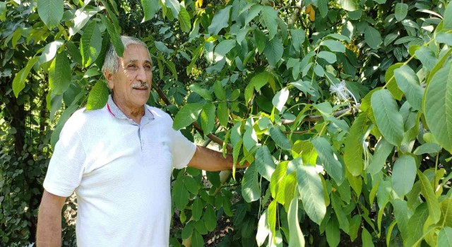 Yetiştirdiği cevizleri toplamak nasip olmadı..Çuval çuval çaldılar