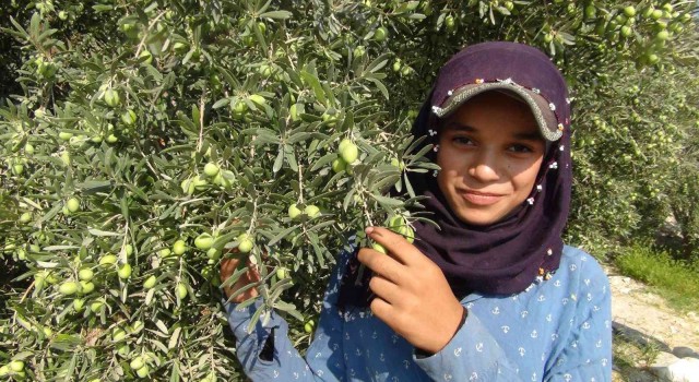 Yılın ilk zeytin hasadı Silifkede başladı