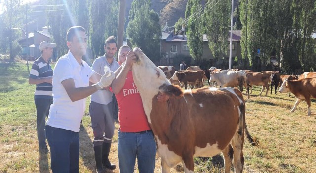 Yoncadan şişen 60 büyükbaş hayvan kurtarıldı