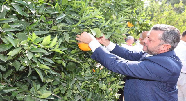 Yüreğirde Akdeniz Meyve Sineği ile etkin mücadele