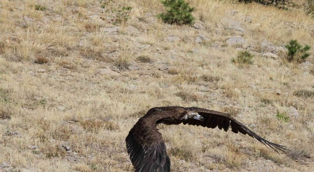 Zehirlenen kara akbaba doğaya salındı