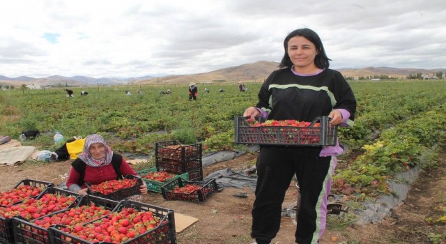 Ziraat mühendisiyken öğrendiği tekniklerle Bayburtta çilek yetiştiricisi oldu siparişlere yetişemiyor