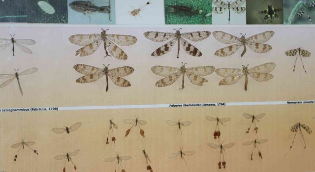 Zooloji profesöründen Suriye üzerinden Türkiyeye Asya Kaplan Sivrisineği uyarısı