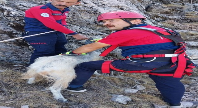1600 rakımlık dağda mahsur kalan keçi kurtarıldı