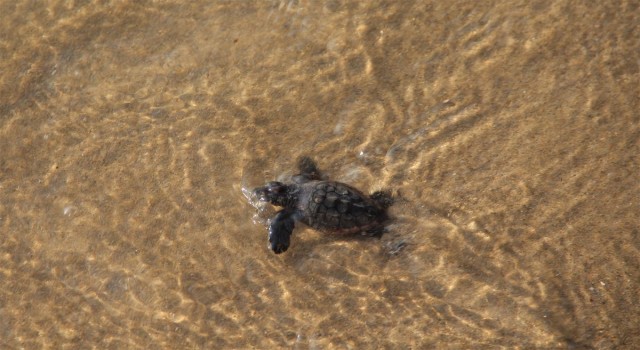 67 yavru deniz kaplumbağası, özgürlüğe kulaç attı