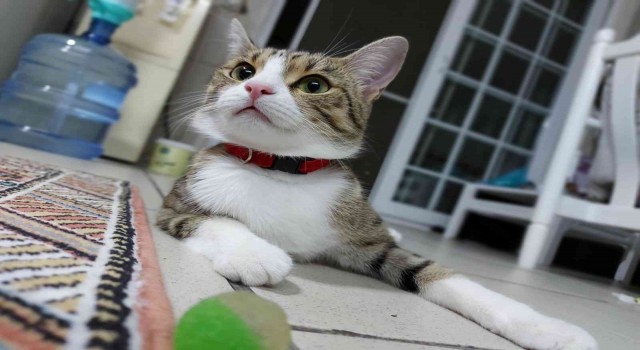 7nci kattan aşağı düşen Lokum hayatta kalmayı başardı