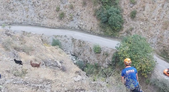 AFADtan keçi kurtarma operasyonu