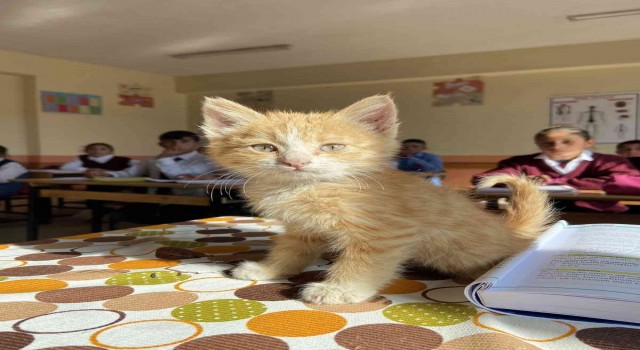 Ağrıda öğrencilerin sahiplendiği yavru kedi Mandalina okulun maskotu oldu