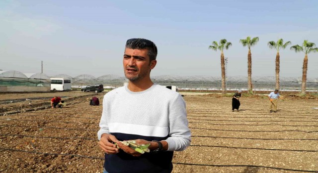 Akdenizli üreticiler maralfalfa ile tanıştı
