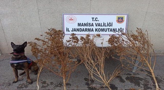 Akhisarda toprağa gömülü 1 kilo 650 gram esrar ele geçirildi