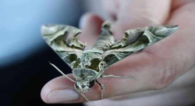 Alanyada ender görülen mekik kelebeği görüldü