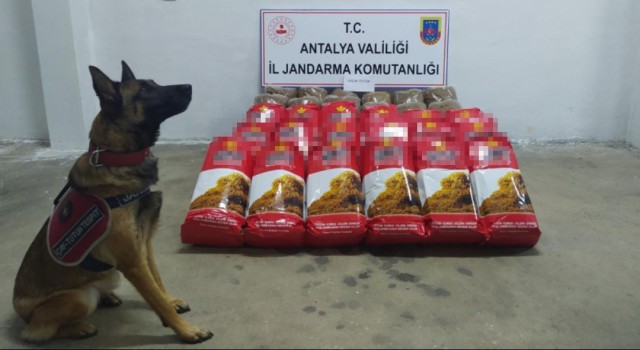 Alanyada,yolcu otobüsünde 150 kilogram kaçak tütün ele geçirildi