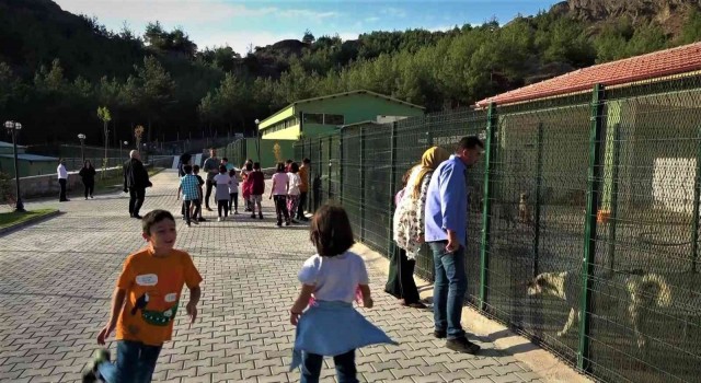 Amasya Belediyesinden sokak hayvanları için yerden ısıtmalı otel